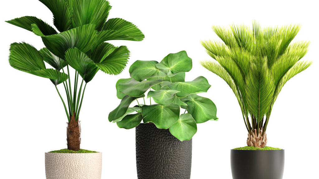 Plantas con energías positivas